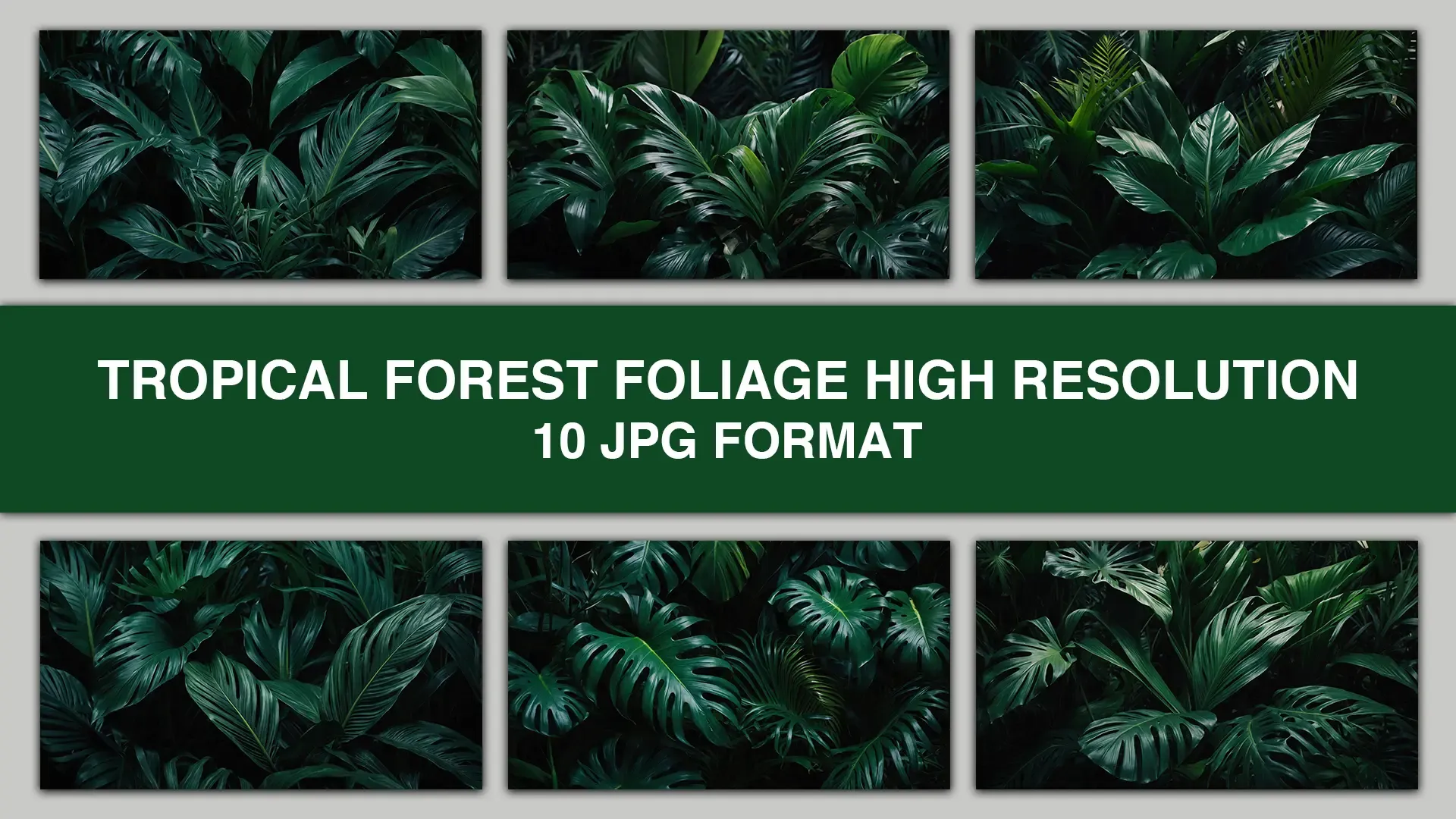 Tropical Forest Foliage High Resolution Background image